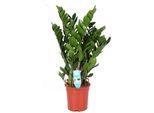 Piuma Fortunata - Zamioculcas Zamiifolia - Pianta Da Appartamento - Ø21Cm - ↕95Cm - Pianta Verde Di Facile Manutenzione Per Casa E Ufficio