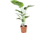 Strelitzia Arborea - Strelitzia Nicolai - Pianta Da Appartamento - Ø21Cm - 90Cm Di Altezza - Fiore Tropicale Dell'uccello Del Paradiso - Pianta Verde Di Facile Manutenzione Per Il Soggiorno E L'ufficio