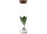 Clusia In Vetro Tubolare - Ø5Cm X ↕15Cm - Pianta Idroponica In Vetro - Pianta Decorativa Di Facile Manutenzione Per Soggiorno, Ufficio E Giardino D'inverno - Idea Regalo Dal Design Moderno