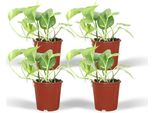 Edera - Epipremnum Aureum Scindapsus - 4 Piante - Ø12Cm - Altezza Circa 20Cm - Piante D'appartamento Facili Da Curare - Piante Rampicanti E Ricadenti Per Casa E Ufficio