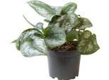 Philodendron Scandens Pictus Trebie - Albero Amico - Ø12Cm - ↕22Cm - Pianta Ricadente E Rampicante Di Facile Manutenzione - Foglie Esotiche Per Interni