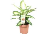 Dieffenbachia Camilla - Pianta Da Appartamento - Ø17Cm - ↕45Cm - Pianta A Fogliame Decorativo Con Foglie A Fantasia - Facile Da Curare E Adatta A Un'ombra Parziale