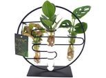 Piante D'appartamento Intenz Mix In Vetro Dubai - Ø12Cm - 25Cm Di Altezza - Piante D'appartamento Esotiche In Vetro - Moderne E Facili Da Curare