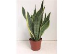 Canapa A Fiocco - Sansevieria Futura Superba - Pianta Da Appartamento - Ø14Cm - Altezza 40Cm - Pianta Verde Purificatrice D'aria Di Facile Cura Per Il Soggiorno E L'ufficio