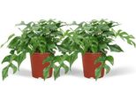 Foglia Di Finestra - Monstera Minima - Pianta D'appartamento - Ø15Cm - Altezza Circa 30Cm - 2 Piante - Pianta Tropicale Rampicante E Decorativa Per Casa E Ufficio
