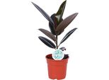 Albero Della Gomma - Ficus Elastica Abidjan - Pianta Da Appartamento - Ø17Cm - Altezza Circa 55Cm - Pianta Verde Decorativa E Di Facile Manutenzione Per Casa E Ufficio