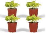 Edera - Epipremnum Golden Pothos Scindapsus - 4 Piante D'appartamento - Ø12Cm - Altezza Circa 15Cm - Facile Da Curare, Purificante Dell'aria, Rampicante O Appesa
