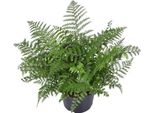 Felce Da Nido - Asplenium Parvati - Pianta Da Appartamento - Ø23Cm - 55Cm Di Altezza - Pianta Verde Di Facile Manutenzione Per Interni - Felce Decorativa Per Soggiorno E Ufficio