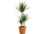 Drago - Dracaena Marginata - Pianta Da Appartamento - Ø21Cm - ↕95Cm Di Altezza - Pianta Verde Esotica Di Facile Cura Per Casa E Ufficio