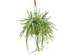 Cactus A Foglie Lepismium Bolivianum - Ø17Cm - ↕55Cm - Pianta D'appartamento Di Facile Cura Con Germogli Pendenti - Cactus Esotico Per Soggiorno, Ufficio E Giardino D'inverno