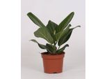 Fico Banyan - Ficus Bengalensis - Pianta D'appartamento - Ø12Cm - Altezza 25Cm - Pianta Purificatrice D'aria Di Facile Cura Per Casa E Ufficio