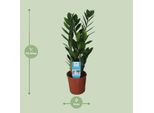 Piuma Fortunata - Zamioculcas Zamiifolia - Pianta D'appartamento Di Facile Cura - Ø14Cm - Altezza Circa 55Cm - Sempreverde E Robusta