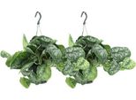 Edera - Scindapsus Pictus Trebie Epipremnum - 2 Piante - Ø15Cm - Altezza Circa 25Cm - Piante D'appartamento Facili Da Curare - Piante Rampicanti E Ricadenti Con Foglie Argentate