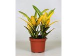 Arbusto Delle Meraviglie - Croton Sunny Star - Pianta D'appartamento - Ø12Cm - Altezza 30Cm - Pianta A Foglie Ornamentali Colorate - Pianta Verde Esotica Di Facile Cura Per Soggiorno E Ufficio
