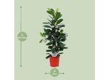 Albero Della Gomma Ficus Cyathistipula - Pianta D'appartamento Ø21Cm - Alta Circa 105Cm - Pianta Tropicale Di Facile Manutenzione Per Il Soggiorno, L'ufficio E L'inverdimento Interno