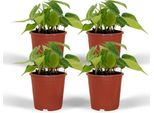 Baumfreund - Philodendron Scandens "Brasil"" - 4 Piante - Ø12Cm - Altezza Circa 15Cm - Piante D'appartamento Facili Da Curare - Piante Rampicanti E Pendenti Con Fogliame Bicolore"