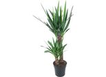 Giglio Di Palma Gigante Yucca Elephantipes - Ø21Cm - ↕100Cm - Pianta D'appartamento Di Facile Cura Con Foglie A Forma Di Spada - Pianta Verde Robusta Per Soggiorno, Ufficio E Giardino D'inverno