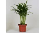 Palma Da Frutto D'oro Areca Dypsis - Ø12Cm - Altezza 35Cm - Pianta D'appartamento Che Purifica L'aria - Facile Da Curare E Dal Fascino Tropicale
