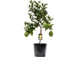 Limone - Pianta Di Agrumi - Limone - Ø22Cm - Altezza 80Cm - Pianta Mediterranea Di Facile Manutenzione Con Foglie Verdi Per Balcone, Terrazza E Casa