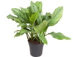 Aglaonema B.J. Freedman - Ø24Cm - ↕70Cm - Pianta Da Appartamento Di Facile Manutenzione Con Fogliame Decorativo - Pianta Verde Per Soggiorno, Ufficio E Camera Da Letto