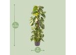 Edera Epipremnum Pinnatum - Pianta D'appartamento - Ø24Cm - ↕120Cm - Edera Dorata Con Foglie A Forma Di Cuore - Pianta D'appartamento Che Purifica L'aria E Di Facile Manutenzione