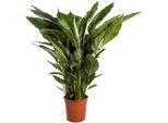Spathiphyllum Sweet Sebastiano Blanco - Ø24Cm - ↕110Cm - Giglio Della Pace Di Facile Manutenzione Con Fiori Bianchi - Pianta D'appartamento Che Purifica L'aria Per Soggiorno, Ufficio E Camera Da Letto