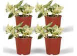 Edera - Epipremnum Happy Leaf (Scindapsus) - 4 Piante- Ø12Cm - Altezza Circa 15Cm - Piante D'appartamento Facili Da Curare Con Foglie Verde Chiaro E Macchie Gialle - Piante Rampicanti E Appese