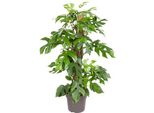 Monstera Minima Da Finestra - Ø19Cm - ↕80Cm - Pianta D'appartamento Di Facile Manutenzione Con Foglie Decorative - Pianta Verde Tropicale Per Soggiorno, Ufficio E Giardino D'inverno