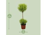 Cipresso Da Interno - Cupressus Goldcrest Wilma - Ø14Cm - ↕60Cm - Pianta Ornamentale Sempreverde Per Interni Ed Esterni - Pianta In Contenitore Di Facile Manutenzione Con Una Fresca Fragranza