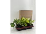 Edera - Epipremnum Mix - 6 Piante - Ø12Cm - Altezza Circa 15Cm - Piante D'appartamento Facili Da Curare - Piante Rampicanti E Ricadenti Con Diversi Motivi Fogliari
