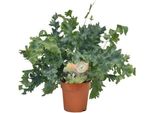 Felce Maculata Dorata - Phlebodium Davana - Pianta Da Appartamento - Ø12Cm - ↕35Cm - Felce Sempreverde Per Interni - Pianta Verde Di Facile Manutenzione Con Fronde Decorative
