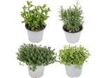 Miscela Di Erbe Da Giardino - 4 Piante - Ø14Cm - Altezza Circa 18Cm - Erbe Fresche Da Cucina Come Basilico, Rosmarino, Timo E Prezzemolo - Per Balcone, Giardino E Cucina