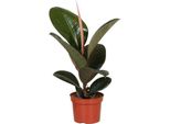 Albero Della Gomma - Ficus Elastica Robusta - Pianta Da Appartamento - Ø12Cm - ↕35Cm - Pianta Verde Di Facile Manutenzione Per Interni - Pianta Decorativa Con Foglie Lucide