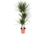 Albero Del Drago - Dracaena Marginata - Ø21Cm - 120Cm Di Altezza - Pianta D'appartamento - Facile Da Curare E Di Stile