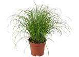 Erba Di Cipro A Foglie Alterne - Cyperus Alternifolius Zumula - Erba Ombrello - Pianta D'appartamento - Ø12Cm - ↕28Cm - Facile Da Curare E Purificante D'aria