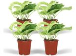 Edera - Epipremnum Marble Queen - 4 Piante - Ø12Cm - Altezza Circa 15Cm - Pianta D'appartamento Con Foglie Marmorizzate - Pianta Rampicante E Ricadente Per Soggiorno E Ufficio