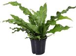 Felce Canguro - Microsorum Diversifolium - Pianta Da Appartamento - Ø17Cm - ↕45Cm - Felce Di Facile Manutenzione Per Interni - Pianta Verde Decorativa Per Casa E Ufficio