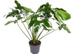 Baumfreund Philodendron Green Wonder - Ø24Cm - ↕100Cm - Pianta Da Appartamento Di Facile Manutenzione Con Grandi Foglie A Forma Di Cuore - Pianta Verde Tropicale Per Soggiorno, Ufficio E Giardino D'inverno