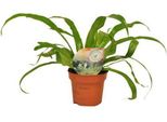 Felce Da Nido Asplenium Antiquum - Pianta D'appartamento - Ø12Cm - ↕30Cm - Felce Reniforme Decorativa Con Eleganti Fronde - Pianta Verde Di Facile Manutenzione Per Soggiorno, Ufficio E Piccole Stanze
