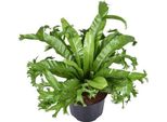 Felce Nido - Asplenium Nidus Crissie - Felce Nido D'uccello - Pianta D'appartamento - Ø23Cm - ↕55Cm - Facile Da Curare E Purificante Dell'aria