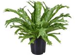 Felce Da Nido - Asplenium Nidus Crissie - Pianta Da Appartamento - Ø17Cm - Altezza Circa 40Cm - Felce Di Facile Manutenzione Per Casa E Ufficio - Pianta Verde Che Purifica L'aria