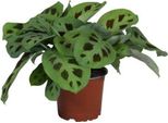 Pianta Di Freccia - Maranta Leuconeura Kerchoveana - Pianta Da Preghiera - Pianta Da Appartamento - Ø12Cm - ↕30Cm - Pianta Ornamentale A Foglia Tropicale