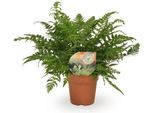 Felce A Scudo Stretto - Polystichum Tsussimense / Athyrium - Pianta Da Appartamento - Ø12Cm - Altezza Circa 30Cm - Pianta Verde Di Facile Manutenzione Per Interni