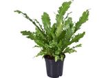 Felce Da Nido - Asplenium Nidus - Pianta D'appartamento - Ø17Cm - Altezza Circa 45Cm - Felce Decorativa E Di Facile Manutenzione Per Casa E Ufficio