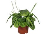 Pianta Di Radice Di Freccia - Maranta Leuconeura Fascinator Lemon Lime - Pianta Da Preghiera - Pianta D'appartamento - Ø12Cm - Altezza Circa 30Cm - Pianta Tropicale Che Purifica L'aria