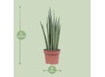 Canapa A Fiocco - Sansevieria Mikado - Pianta Da Appartamento - Ø12Cm - ↕40Cm - Lingua Di Suocera - Pianta Verde Di Facile Manutenzione Con Foglie A Forma Di Spada - Purificante Dell'aria E Decorativa Per La Casa E L'ufficio