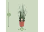Canapa A Fiocco - Sansevieria Mikado - Pianta Da Appartamento - Ø19Cm - ↕70Cm - Lingua Di Suocera - Facile Da Curare E Purificante Dell'aria - Pianta Verde Decorativa Per Soggiorno, Ufficio E Camera Da Letto