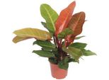 Baumfreund - Philodendron Prince Of Orange - Pianta D'appartamento - Ø17Cm - ↕45Cm - Pianta Verde Tropicale Con Fogliame Arancione Per Soggiorno E Ufficio