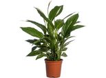 Spathiphyllum Vivaldi - Ø17Cm - ↕70Cm - Giglio Della Pace Di Facile Manutenzione Con Fiori Bianchi - Pianta D'appartamento Che Purifica L'aria Per Soggiorno, Camera Da Letto E Ufficio