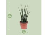 Canapa Ad Arco - Sansevieria Fernwood Mikado - Pianta Da Appartamento - Ø12Cm - ↕40Cm - Lingua Di Suocera - Facile Da Curare E Purificante Dell'aria - Pianta Serpente Compatta Per Casa E Ufficio